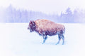 Nature & The Bison Aka Beauty & The Beast Art Print